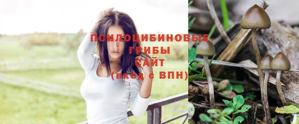 ешки Аркадак