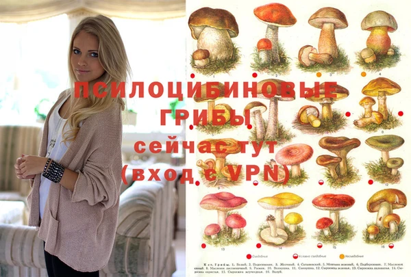 ешки Аркадак